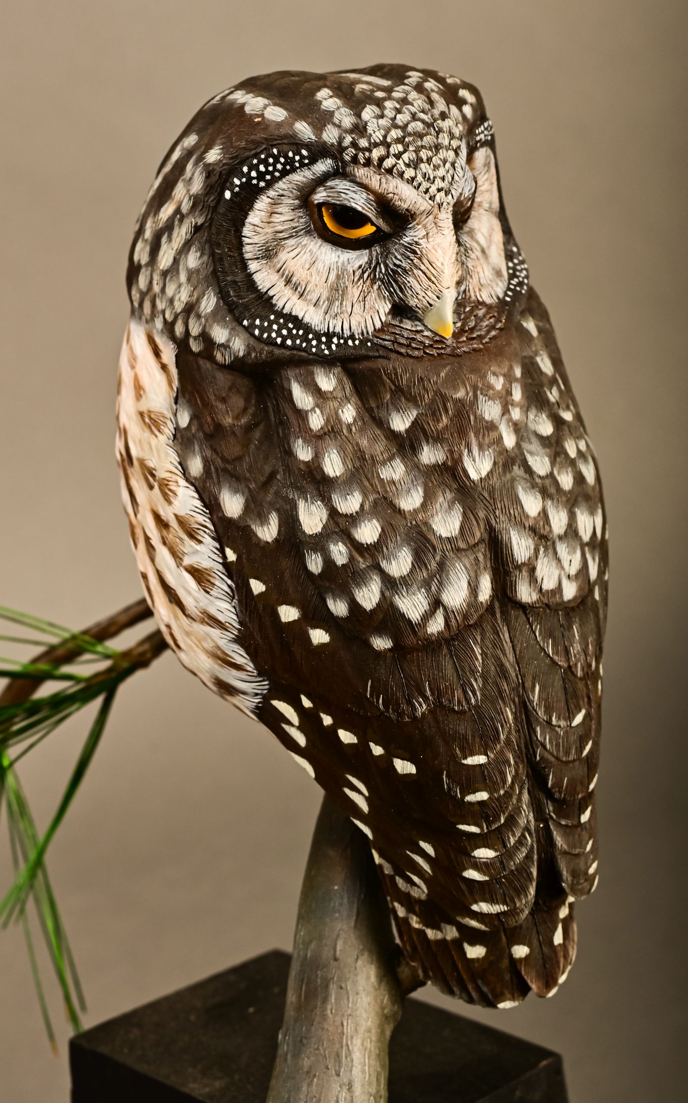 Intermediate Class - Dennis Hern - Boreal Owl