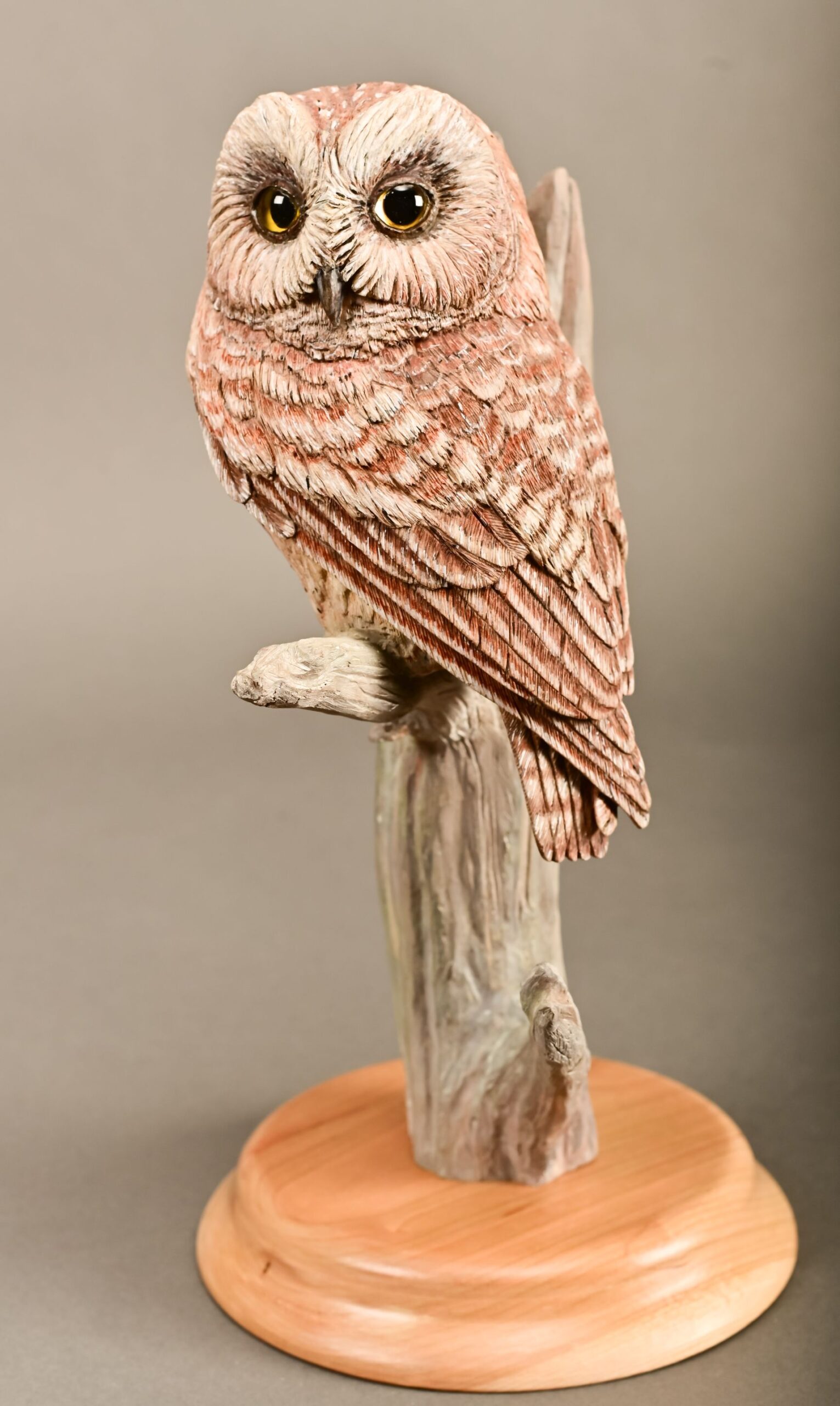 Novice Class - Peter Deane - Saw-whet Owl