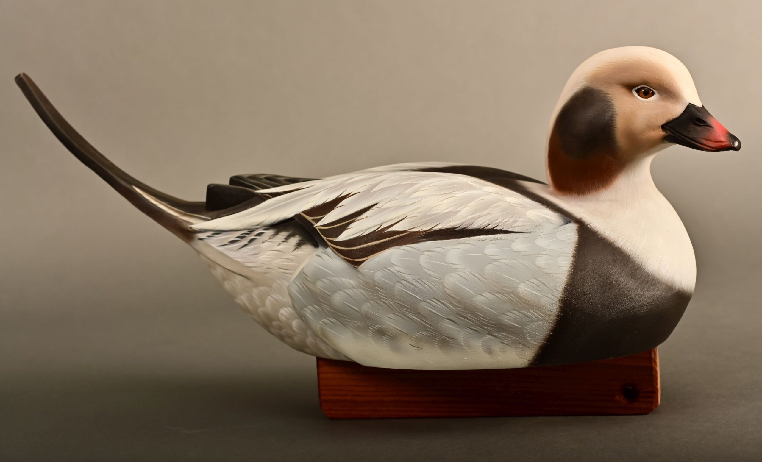 Open Class - Harold Hynscht - Long Tailed Duck