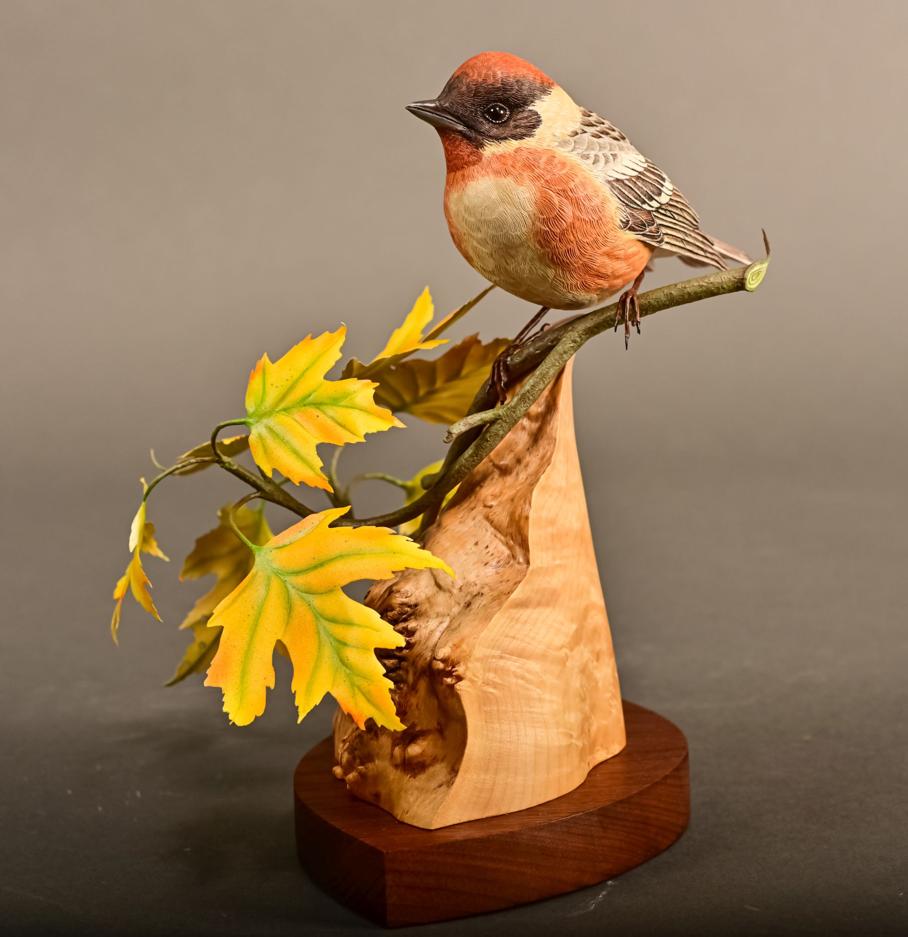 Canadian Master Class - Hal McGray - Bay-breasted Warbler